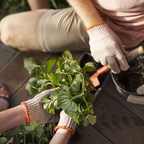 top-view-people-taking-care-plants (1)